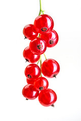 Red currant isolated on white background. Sprig of red currant berries