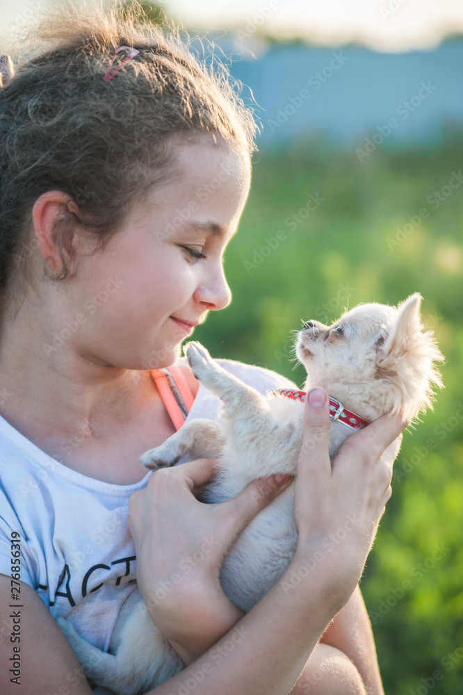 Wall mural little girl with a chihuahua puppy. a puppy in the hands of a girl