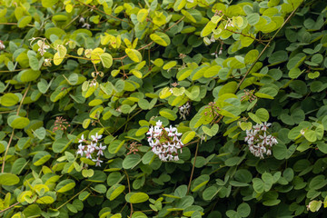 Beautiful Lysiphyllum hookeri plant,commonly call including Alibangbang,Hooker's bauhinia,white bauhinia,mountain ebony and Queensland ebony.