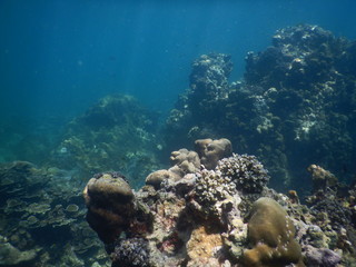 Colorful Trevally on a tropical coral reef  at phuket thailand