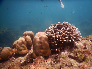 Fototapeta premium Colorful Trevally on a tropical coral reef at phuket thailand