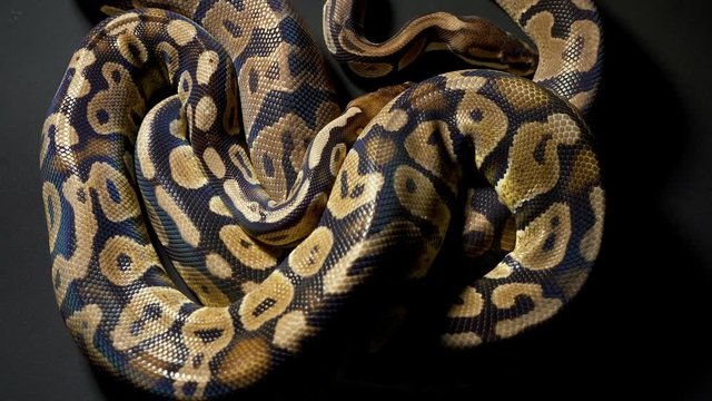 Footage of ball royal python on black background