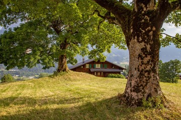 Swiss beauty, trees and chalet on meadows above Grindelwald,Bernese Oberland,Switzerland,Europe
