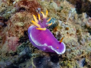 Close up of a Hypselodoris variobranchia nudibranch