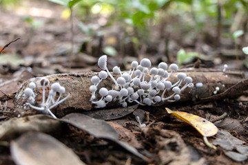 Slightly blurred nature background : Mushrooms in the Amazonian jungles, South America