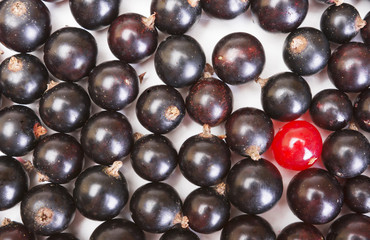 Heap of black currant and one red currant berry. Textured background. Concept of the sole and the unique among the multitude of other similar