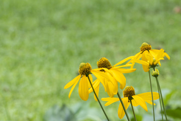Yellow flower in green nature background.