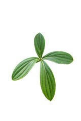 Obraz premium tropical forest leaves isolated on white background