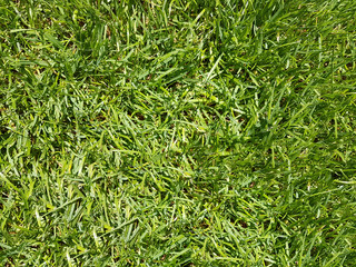 grass green cut isolated for background