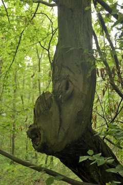 m&auml;rchenwald
