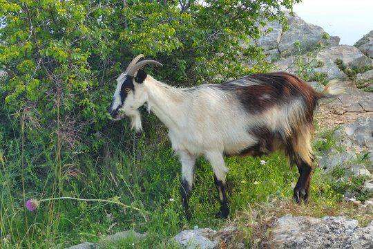 Goat searching for food, Croatia
