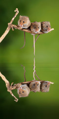 ADorable and Cute harvest mice micromys minutus on wooden stick with neutral green background in nature