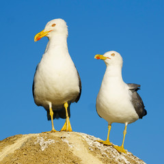 Pair of Yellow-legged Gulls Sitting on Rock