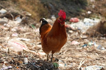 Big cock foraging in rural China