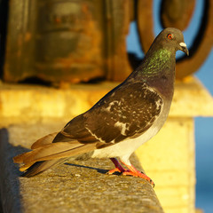 Rock Pigeon in Golden Light Alameda Apodace