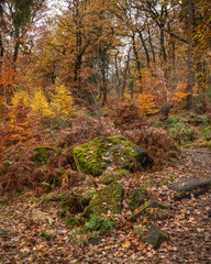 Beautiful colorful vibrant forest woodland Autumn Fall landscape in Peak District in England