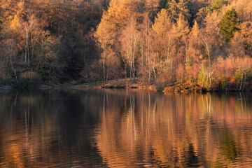 Fototapeta na wymiar Beautiful landscape image of Tarn Hows in Lake District during beautiful Autumn Fall evening sunset with vibrant colours and still waters