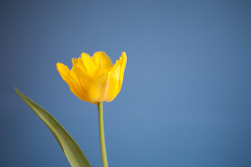 delicate spring yellow tulip flower in close-up on a neutral background