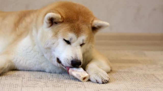 A beautiful Akita Inu dog is lying on the carpet in the apartment and nibbles a bone.
