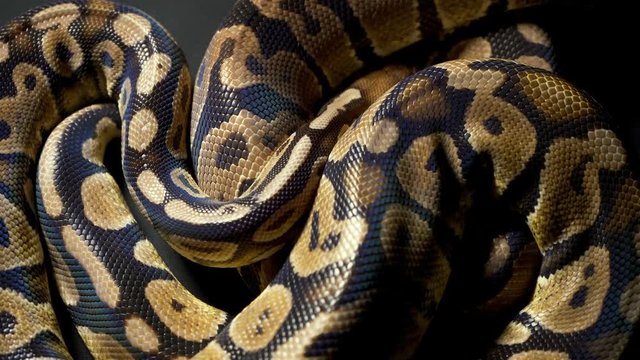 Footage of ball royal python in dark