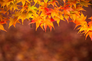 Beautiful colorful vibrant red and yellow Japanese Maple trees in Autumn Fall forest woodland landscape detail in English countryside