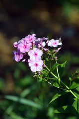 Garden Phlox (Phlox paniculata), flowers of summer