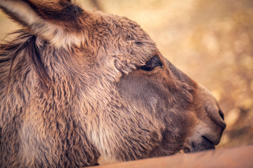 beautiful donkey domesticated member of the horse family.