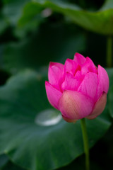 Obraz premium Nelumbo nucifera in KodaiHasuNoSato(古代蓮の里のハス)