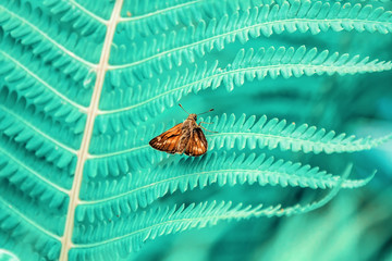 A little orange moth on a fern leaf. Copy space