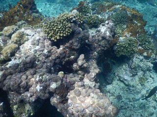 Colorful Trevally on a tropical coral reef at phuket thailand