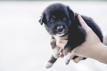 Hands holding a black puppy