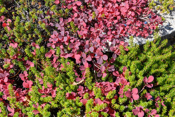 木曽駒ヶ岳の草紅葉