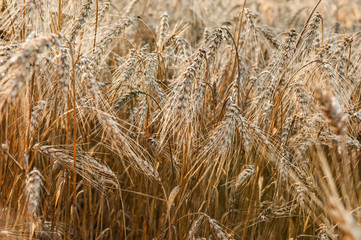 Wheat field on a Sunny day. Golden ears of wheat. Whole grains close-up. The idea of a rich harvest. Label design