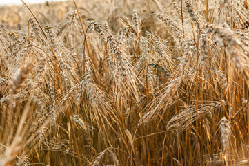 Wheat field on a Sunny day. Golden ears of wheat. Whole grains close-up. The idea of a rich harvest. Label design