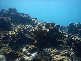 Colorful Trevally on a tropical coral reef at phuket thailand