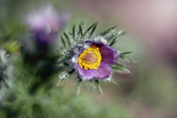 Beautiful purple fluffy flower Oriental Pulsatilla patens pasqueflower in early spring.