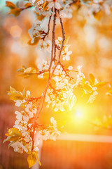Spring branch with white small flowers at sunset. Background.