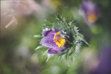 Beautiful purple fluffy flower Oriental Pulsatilla patens pasqueflower in early spring.