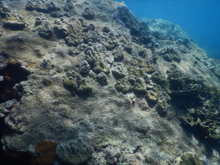 Colorful Trevally on a tropical coral reef at phuket thailand