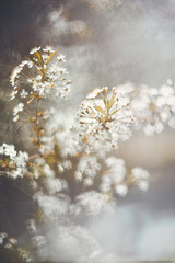 Spring branch with white small flowers at sunset. Background.