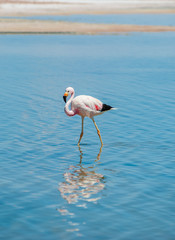 Closeup of an Andean Flamingo in Lake Chaxa near San Pedro de Atacama, Chile. Andean flamingo (Phoenicoparrus andinus), Chaxa Lagoon, Atakama Salar, Chile : Unusual landscape of salt formations