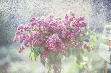 Beautiful bouquet of lilacs on the table in the raindrops. Retro look.