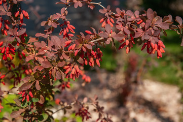 A beautiful branch of ripe barberry on an autumn day against the background of autumn foliage. Backdrop for the autumn mood