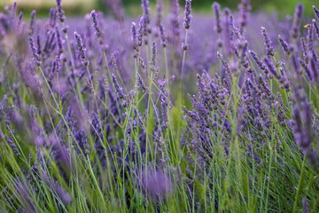 Lavendel beim Sonnenuntergang