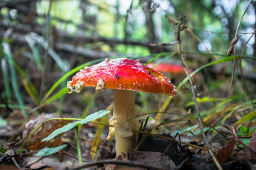 poisonous mushroom red fly agaric in the autumn forest