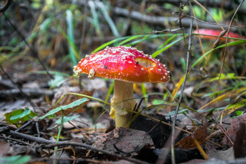 poisonous mushroom red fly agaric in autumn mixed forest
