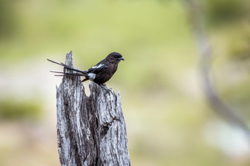 Magpie Shrike isolated in natural background in Kruger National park, South Africa ; Specie Urolestes melanoleucus family of Laniidae