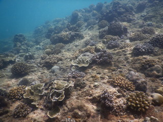 Colorful Trevally on a tropical coral reef at phuket thailand