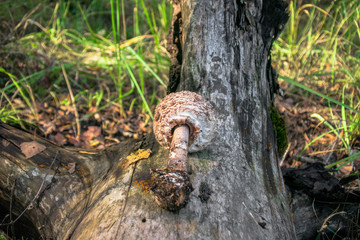 Naklejka na ściany i meble delicatessen mushroom umbrella on an old log in the forest
