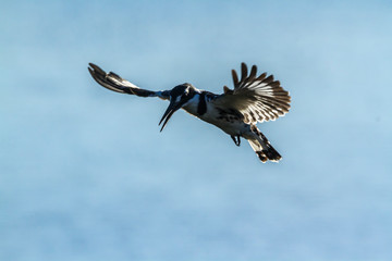 Pied kingfisher in flight in Kruger National park, South Africa ; Specie Ceryle rudis family of Alcedinidae